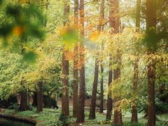 -上海共青森林公园