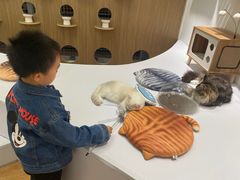 -COLOR PETS 撸猫馆·购猫·猫咖(长风大悦城店)