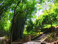 -黄埔油麻山森林公园