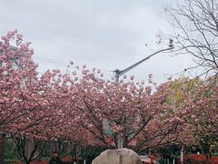 -高东镇樱花园