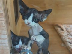 -山宅一喵德文卷毛猫舍