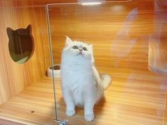 -猫十亿·布偶金渐层·曼基康矮脚猫舍(青年路店)