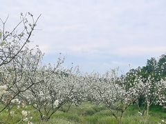 -樱桃山旅游景区