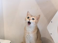 -楼上猫咖(罗湖店)