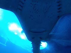 -迪拜水族馆及水下动物园