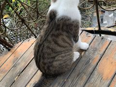 -喵屿·大理花园猫咖