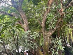 -Fern Forest Cafe