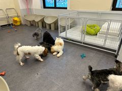 -有喵·猫咖·狗咖·40+猫狗有小奶狗(岗厦店)