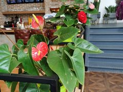 -桉树林A coffee 森林餐厅(三圣乡店)