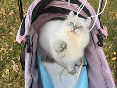 -创凡宠物医院·骨专科  猫科中心(西乡分院)