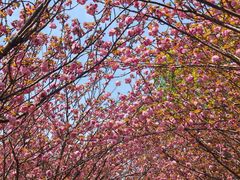 -高东镇樱花园