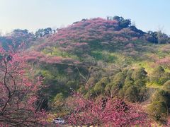 -新建村梅花