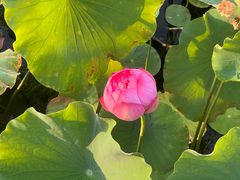-莲花池公园