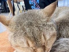 -柴迷FANS CLUB·柴犬狗咖·猫咖
