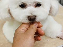 -鑫艺宠物美容培训学校