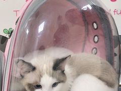-美联众合动物医院·24h京西诊疗中心