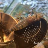 北京|教你吃海鲜自助天花板怎么回本🦞