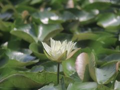-茅家埠