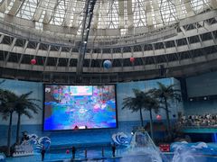 -海合安成都极地海洋公园