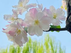 -海棠花溪(元大都城垣遗址公园)