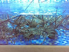 android_upload_pic-渔家海鲜舫(宝湖路店)