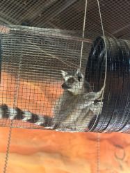 点击看大图 -Zoolung Zoolung动物主题公园(海信广场店)