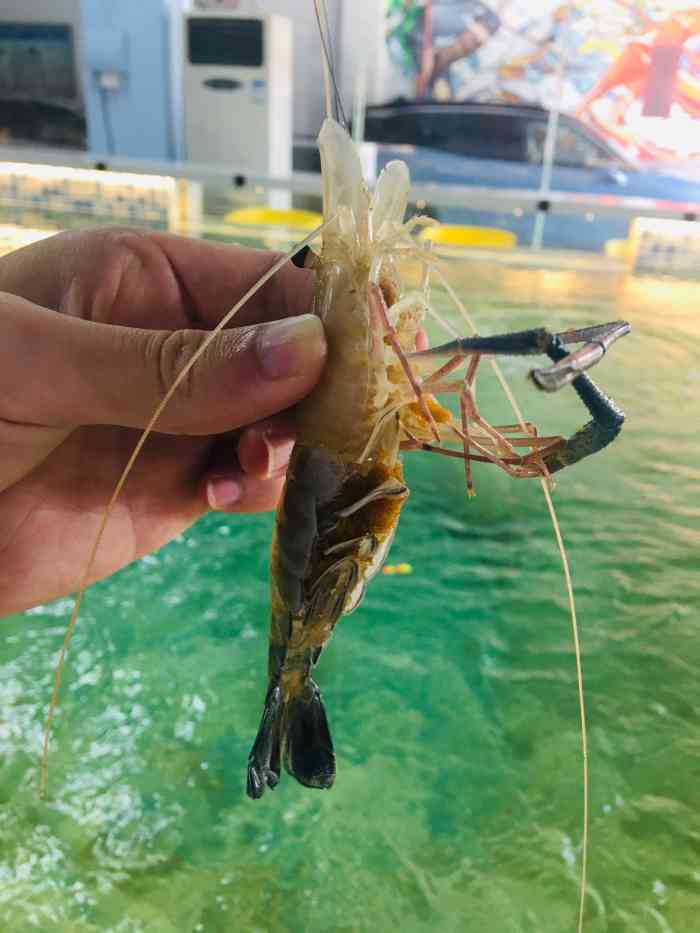 今年越来越火的室内钓虾,稀罕了好久好久,今天终于来体验了一把,双人