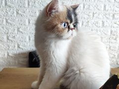 -平行世界·猫咖(首经贸店)