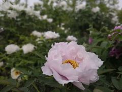 -洛阳市隋唐城遗址植物园