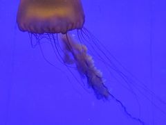 -上海海洋水族馆