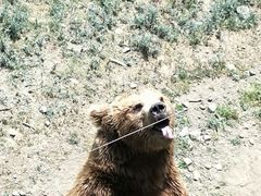 -新疆天山野生动物园