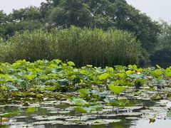 -西溪国家湿地公园