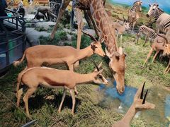 -国家自然博物馆