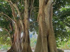 -中国科学院西双版纳热带植物园