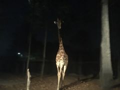 -清迈夜间动物园