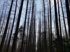 -东平国家森林公园