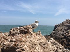 -海驴岛(荣成市)