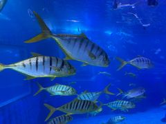 -太平洋海底世界