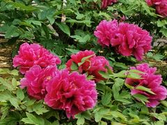 -兴福老面馆(寺路街店)