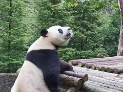 -都江堰中华大熊猫苑