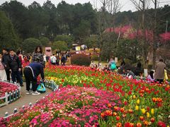 -铁山坪森林公园