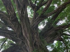 -福建土楼(南靖)景区