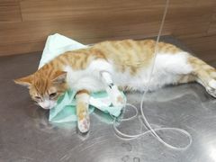 -爱侣宠医·鹦鹉专科·小型哺乳类·异宠专科(灵石路店)