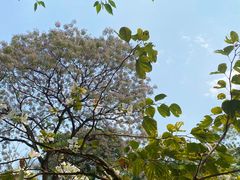 -南宁良凤江国家森林公园