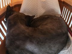 -纳吉亚猫专科动物诊疗中心(蒋宅口分院)