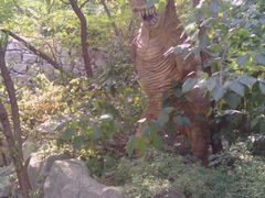 -原山国家森林公园