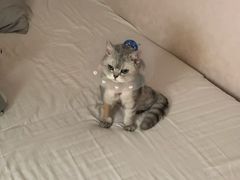 -纳吉亚猫专科动物医院博雅分院
