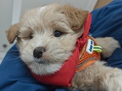 -瑞派康怡24h宠物医院·犬猫医疗中心·微创绝育(瑞景分院)