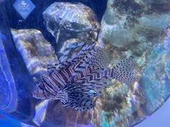 -悉尼海洋生物水族馆