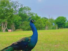 -三岔湖环球融创天堂洲际酒店水乐园